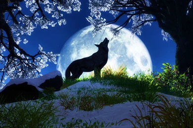 Fantasy Wolf Pictures   HD Wallpapers Pretty