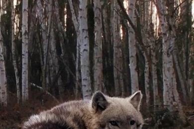 iPhone 6 Wolf Wallpapers HD, Desktop Backgrounds 750x1334