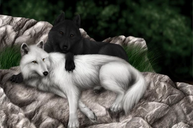 Wolf Computer Wallpapers, Desktop Backgrounds