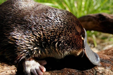Free Platypus Wallpapers   Animals Town