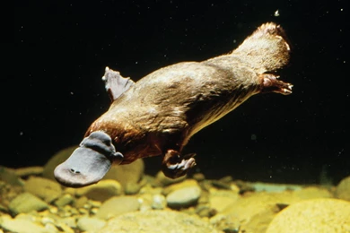 Gallery For   Platypus Hd Wallpapers
