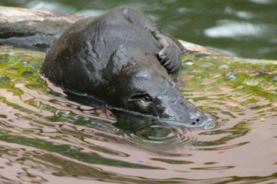 Free Platypus Wallpapers Download   Animals Town