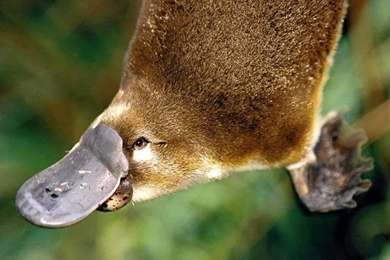 Platypus   Animals Pictures