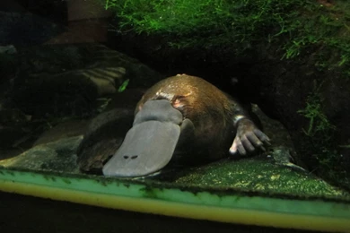 Platypus   Melbourne Zoo April 2013 » Melbourne Zoo Gallery