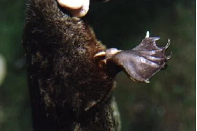 Cute Platypus Wallpaper Images   Android Apps And Tests   AndroidPIT