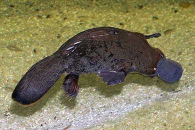 Cute Platypus Wallpaper Images   Android Apps And Tests   AndroidPIT