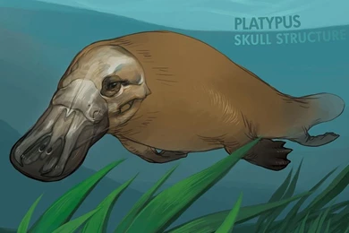 Platypus By Anticline art On DeviantArt
