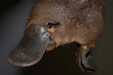 Platypus   Spirit Animal Totems