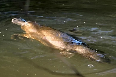 Platypus/australia HD Desktop Wallpapers : Widescreen : High ...