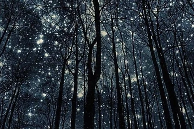 Forest Nigth Full Of Stars iPhone 5 Wallpapers