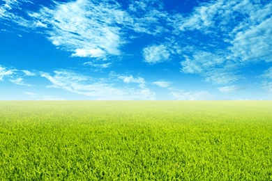Grass Sky 14612   Green Sky   Landscape Scenery