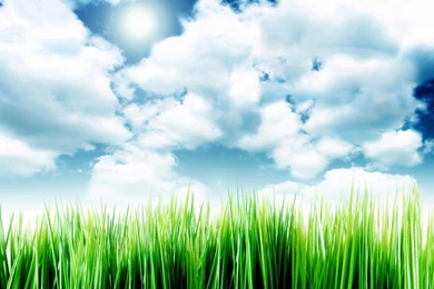 Wallpapers Sky And Grass   1440 X 900   Nature Flowers Leaves Falls ...