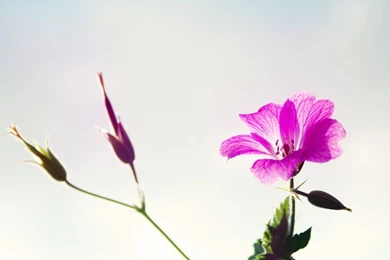 Floral Wallpapers 31257   Flower Wallpapers   Flowers