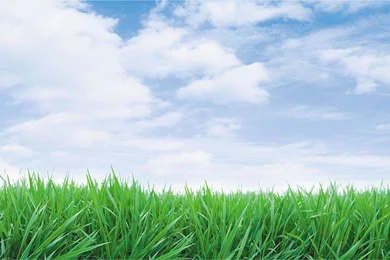 Green Grass Blue Sky Wallpapers   144258