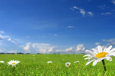 Wallpapers Flower, Camomile, Summer, Field, Grass, Blue Sky Desktop ...