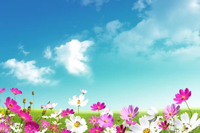 Chamomile, Pink, White, Green Grass, Sky, Desktop >> HD Wallpapers ...