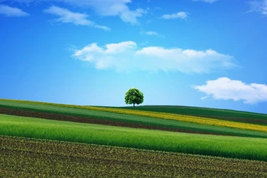 Download Wallpapers 2560x1024 Field, Grass, Sky, Tree, Beautiful ...