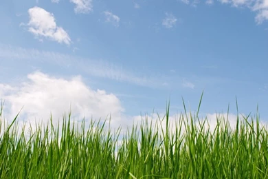 Pic > Grass Clip Art Backgrounds