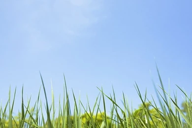 Green Grass Picture   Green Grass And Blue Sky 21   Wallcoo.net