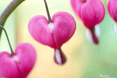 Cute Valentines Day Desktop Wallpapers – Valentine Week 2016