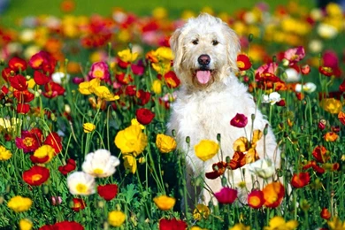 Free Wallpapers Irish Wolfhound Dog In Flowers
