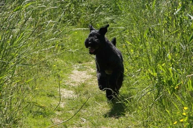 Irish Wallpapers For Desktop Abstract Free Wallpapers Irish Terrier ...