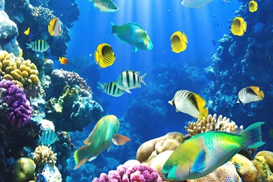Ocean Life HD Images Beautiful Fish Images Download ...