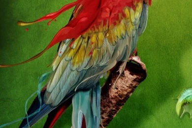 Flying Birds Iphone 4 Wallpapers Free 640x960 Best Hd Iphone 4 ...