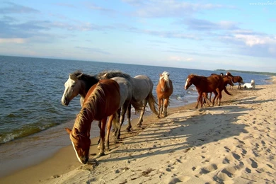 Horses: Beach Lovely Cool Backgrounds Horses Wallpapers HD For HD 16 ...