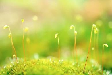 Wallpapers HD Green In High Resolution – Design Inspiration