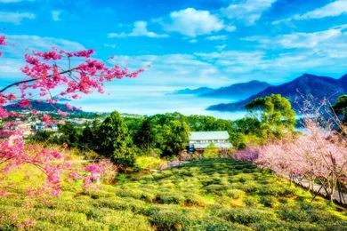 China cherry trees mountains landscape 1680x1050.jpg