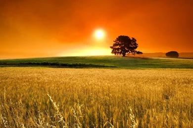 Sunset Landscapes Nature Fields