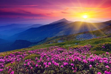 1600x900 Mountains Azalea Sunset Wallpapers