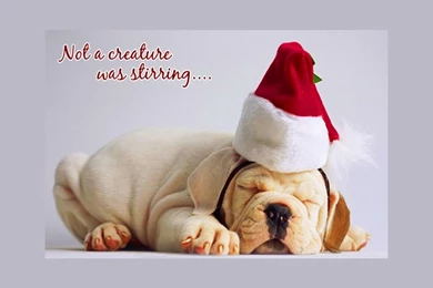 Dogs: Creature Stirring Puppy Sleeping Santa Hat Cute Christmas ...