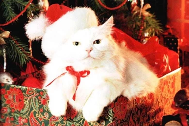 Cute Christmas Desktop Backgrounds, Wallpaper, Cute Christmas ...