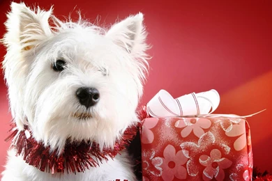 Cute Christmas Puppies Wallpapers Free Desktop