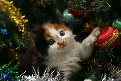 Cute Kitten Touching A Christmas Ornament Wallpapers 27738