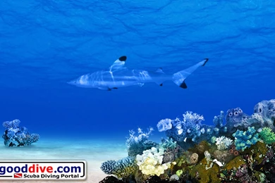 Wallpapers Black Tip 1680 1050