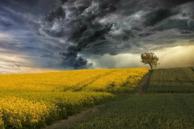 Blossoming Field On A Backgrounds Of A Thunderstorm Wallpapers And ...