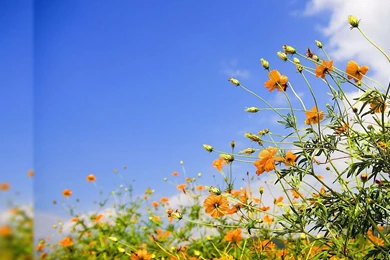 1920x1080px Yellow Flowers Wallpapers Free