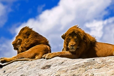 African Lion HD Wallpapers