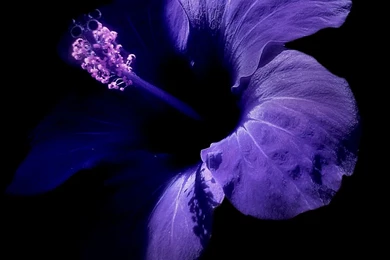 Free Download Wallpapers FWG004 – Wallpaperjosh