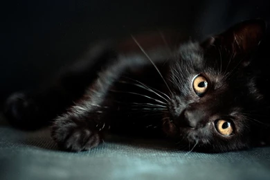 Wallpapers Black Cat   Wallpapers Cave