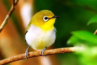 Free Wallpapers 45b   HD Wallpapers