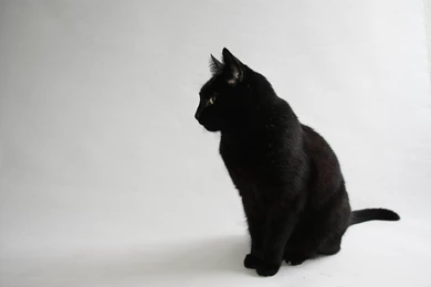 Cat Black HD Wallpapers Desktop