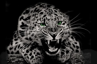 Wallpapers Big Cats Leopards Animals Image