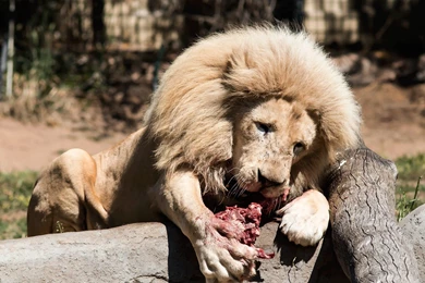 Big Cats Wallpapers   HD For Desktop And IPhone