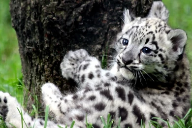 Wallpapers Big Cats Lions Animals Image