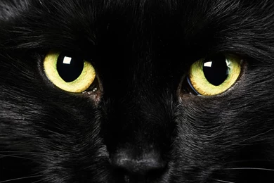 Black Cat Eyes Yellow Wallpapers