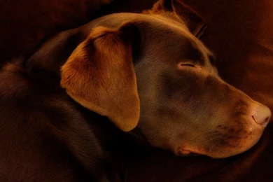 Chocolate Brown Wallpapers 33 High Resolution Wallpapers ...